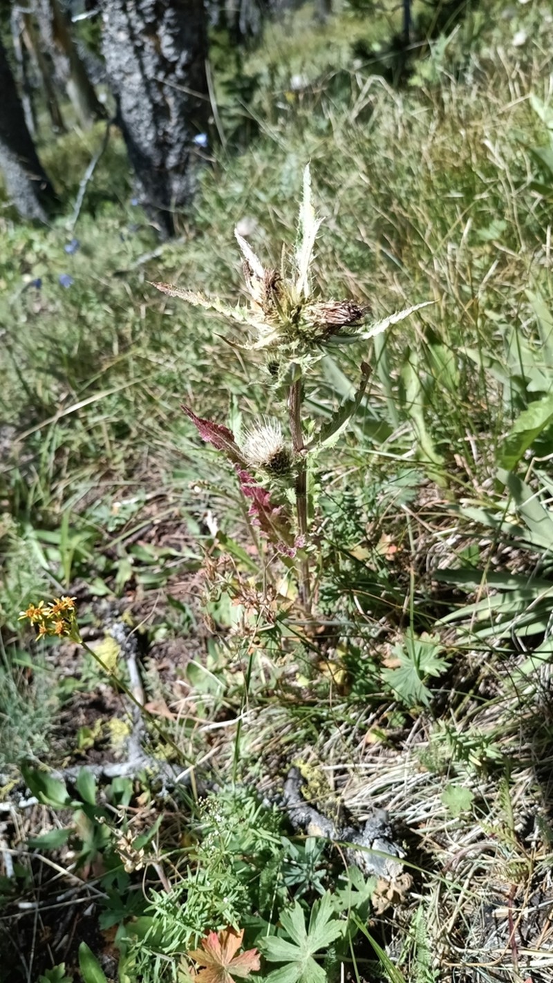 Longstyle Thistle photo 8