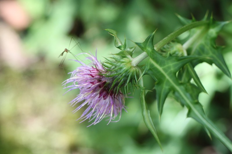 Cirsium lucens