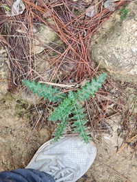 Cirsium luzoniense