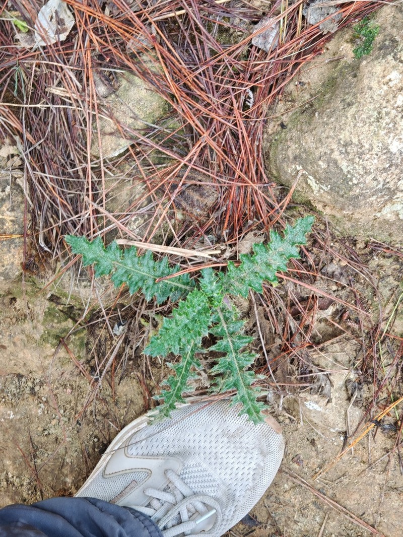 Cirsium luzoniense