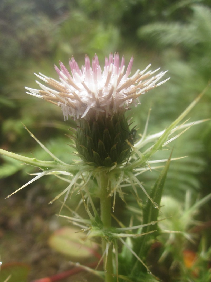 Cirsium luzoniense photo 3