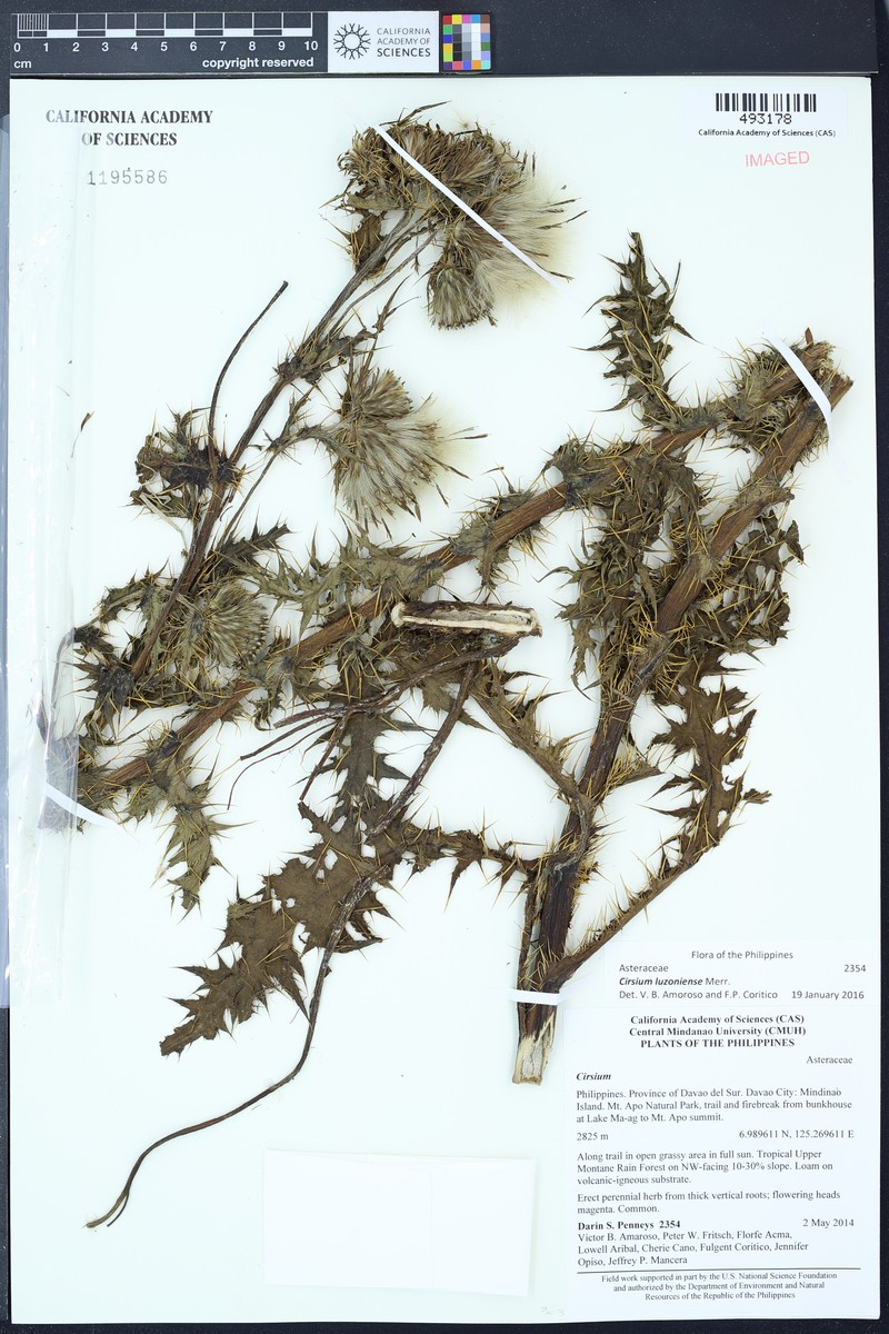 Cirsium luzoniense photo 4