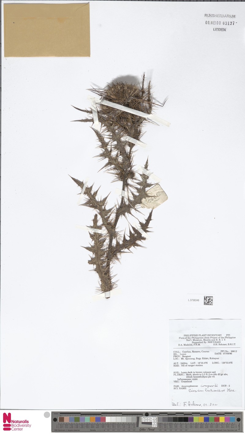Cirsium luzoniense photo 5