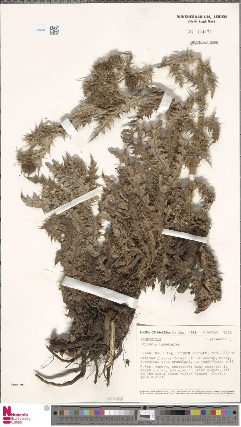Cirsium luzoniense photo 6