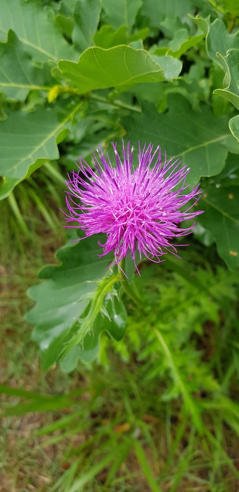 Cirsium maackii