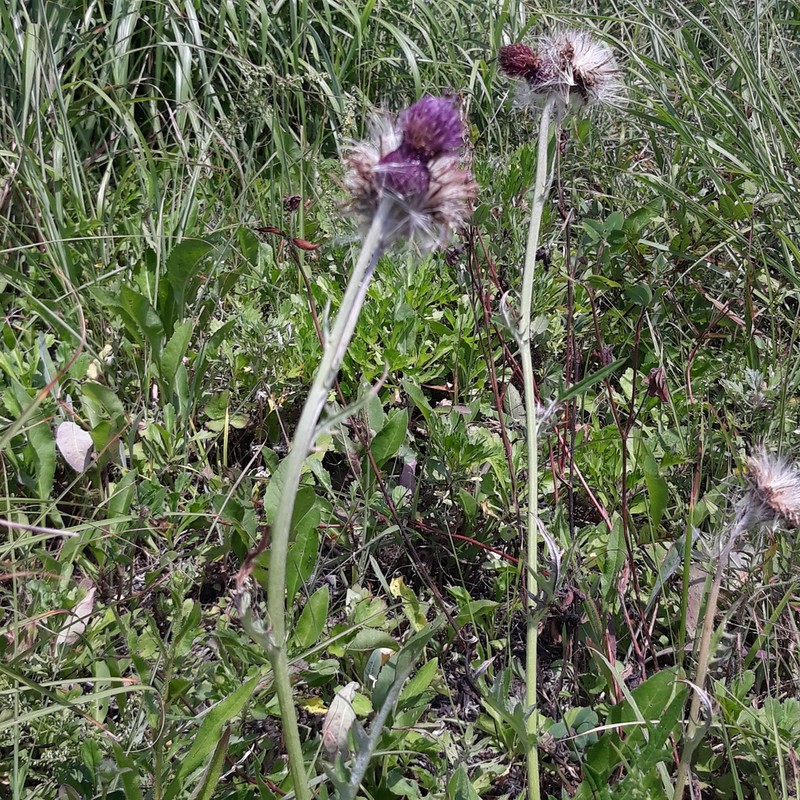 Cirsium maackii photo 2
