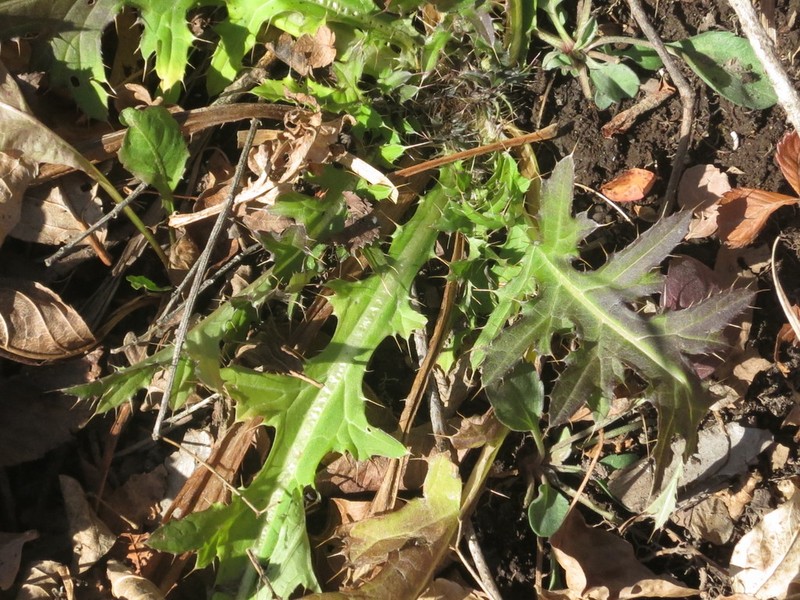 Cirsium maackii photo 3