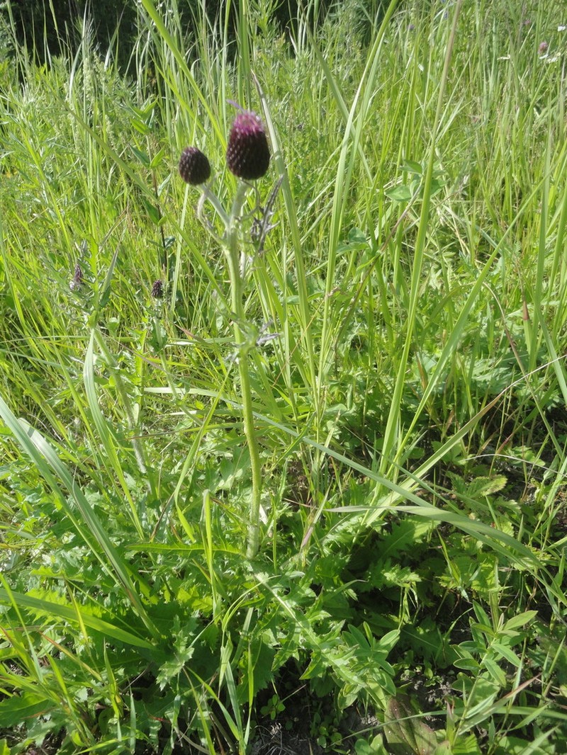Cirsium maackii photo 4