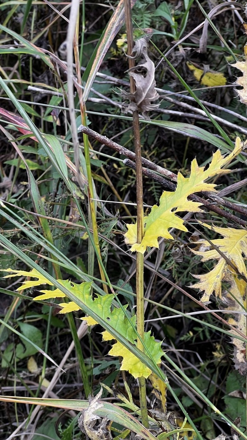 Cirsium maackii photo 5