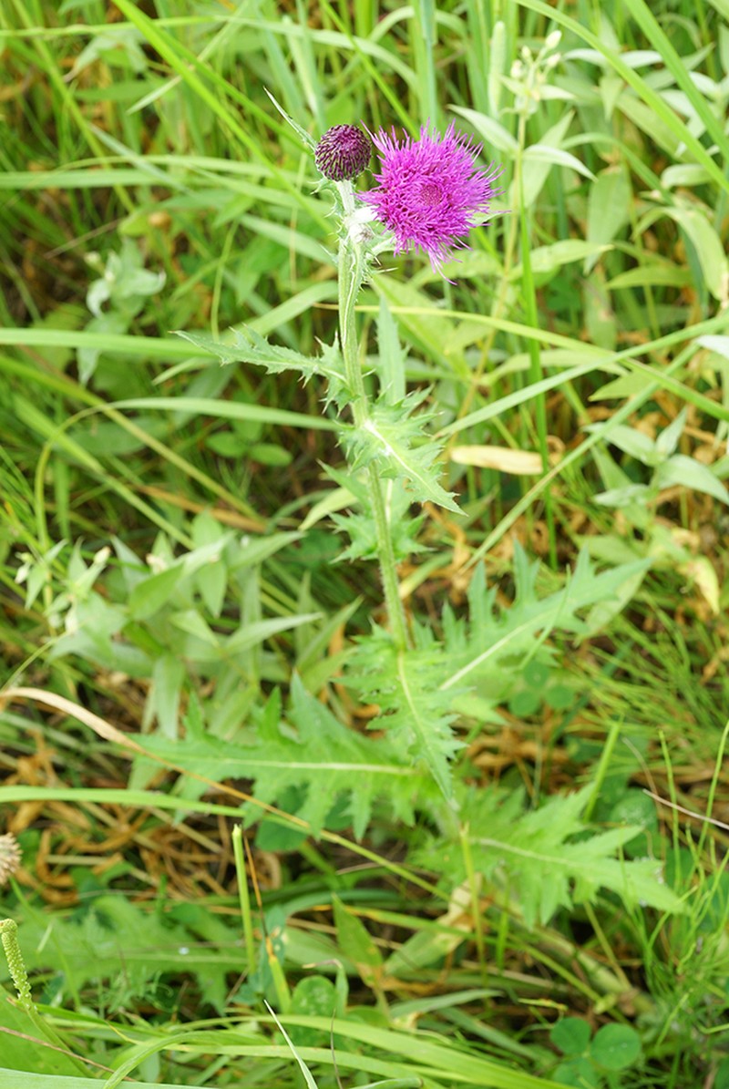 Cirsium maackii photo 6
