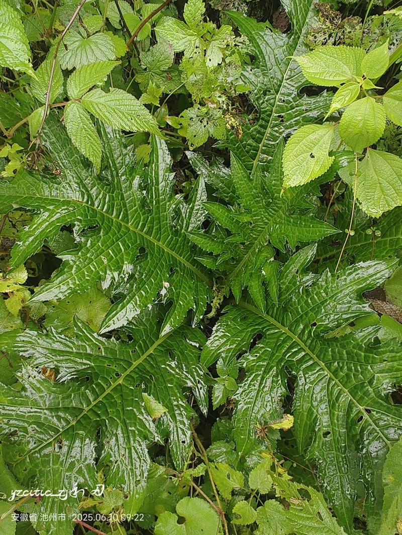 Cirsium maackii photo 7