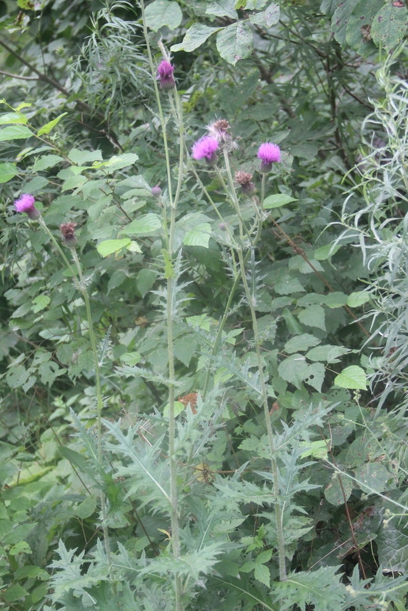 Cirsium maackii photo 8