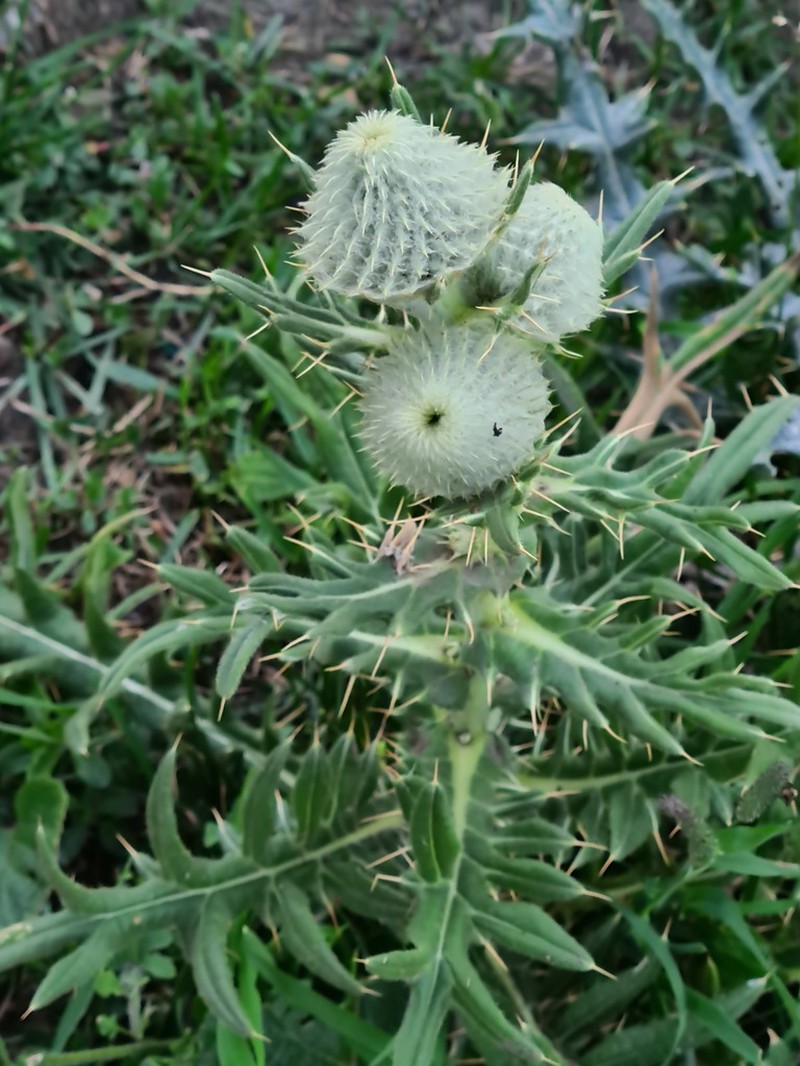 Cirsium macrobotrys