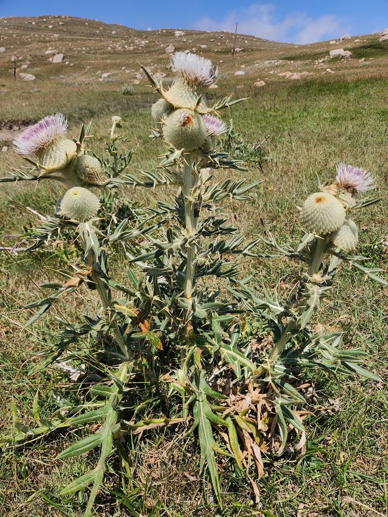Cirsium macrobotrys photo 2
