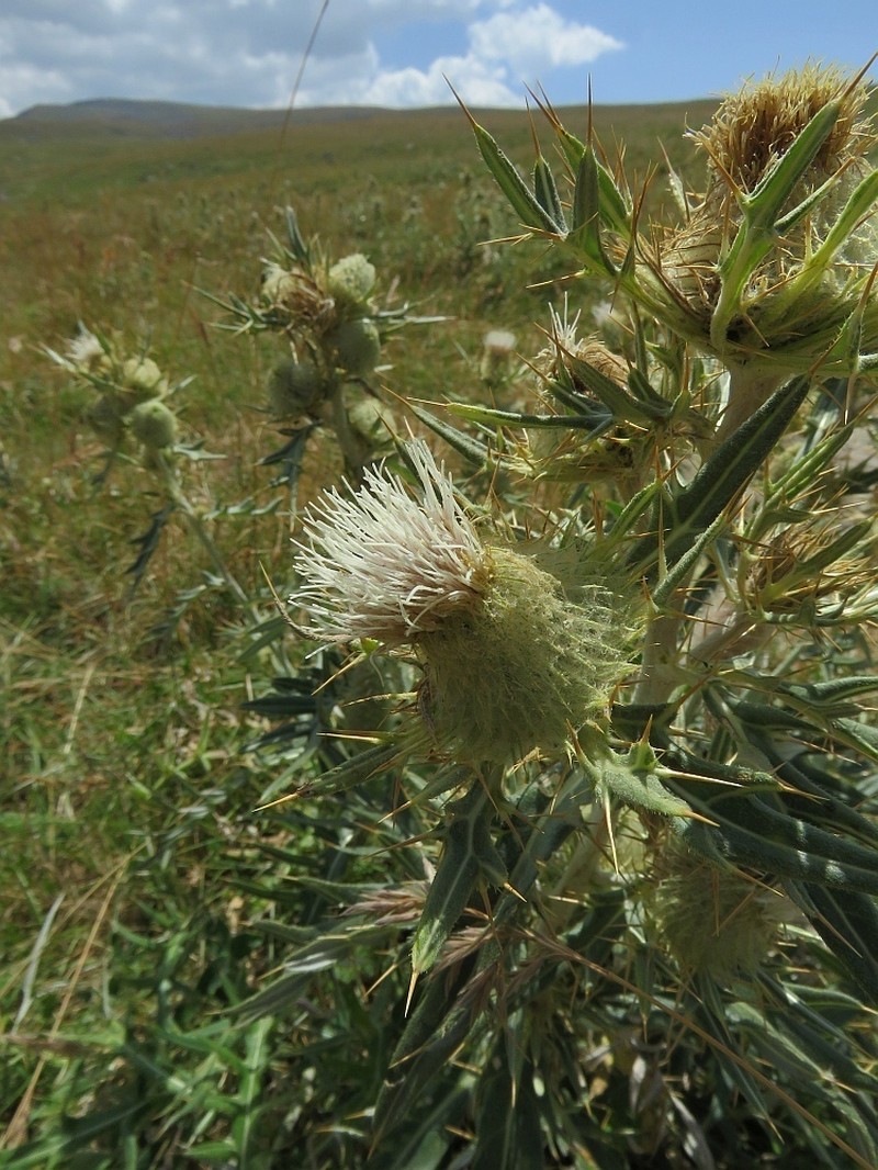 Cirsium macrobotrys photo 3