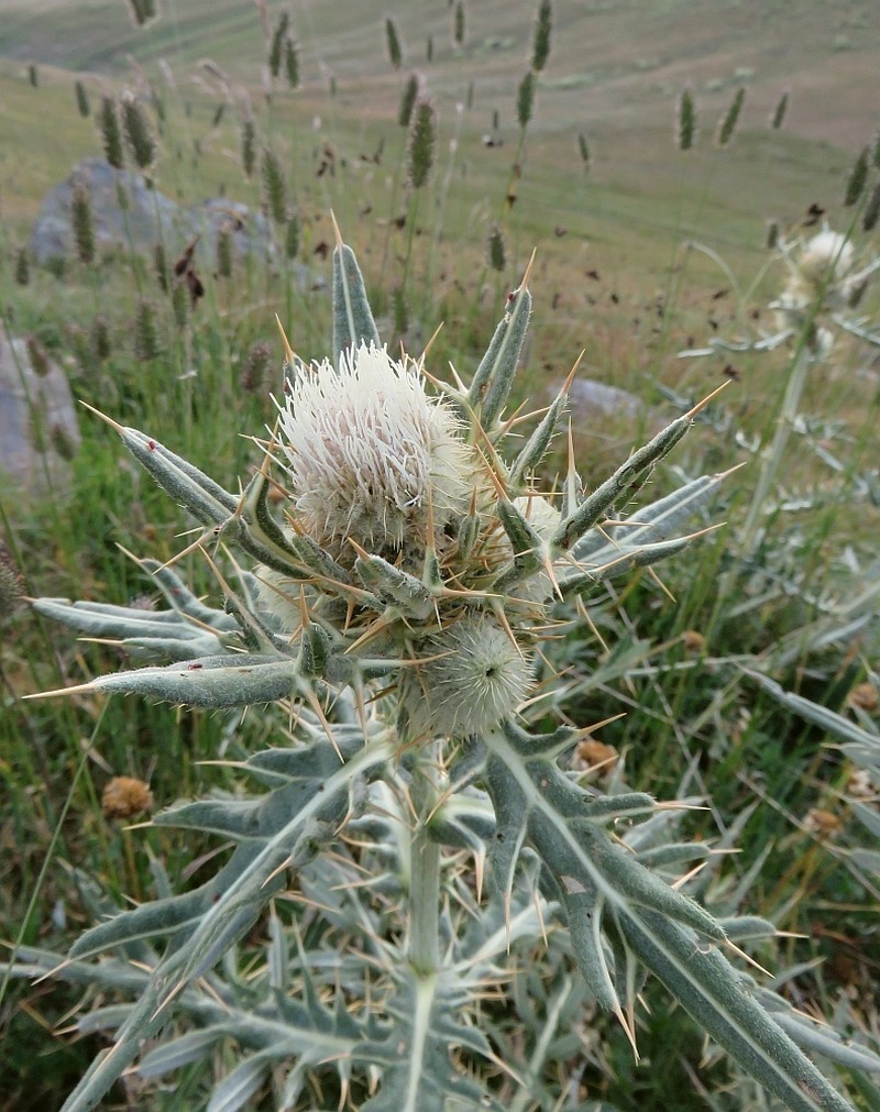 Cirsium macrobotrys photo 4