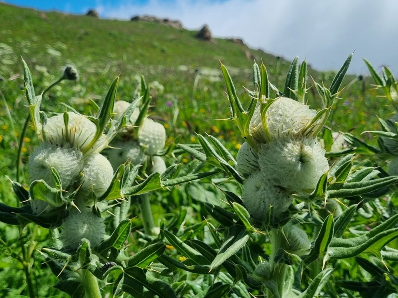 Cirsium macrobotrys photo 5