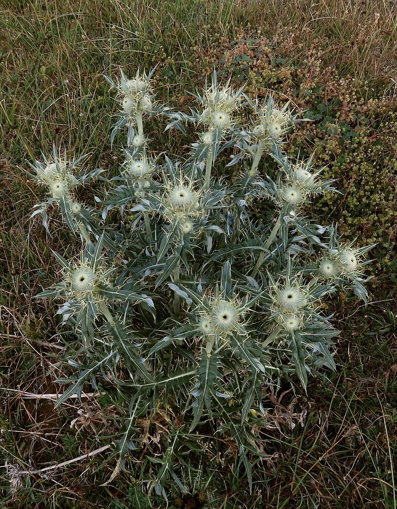 Cirsium macrobotrys photo 6