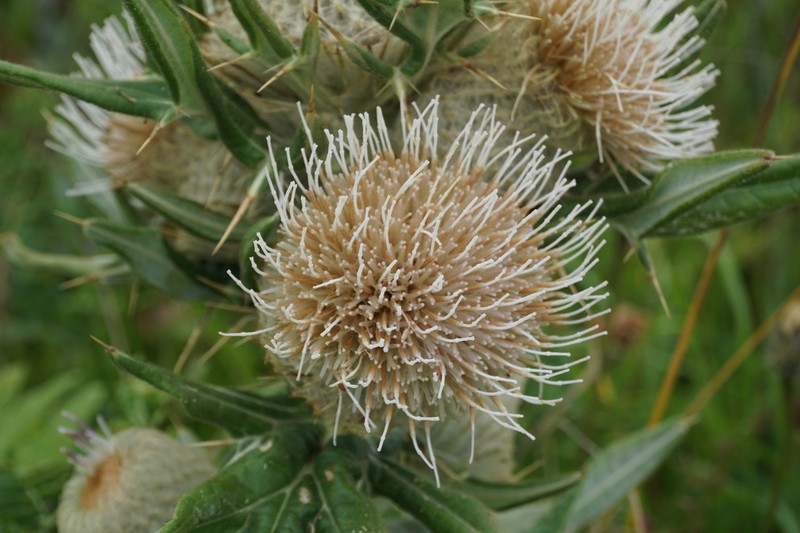 Cirsium macrobotrys photo 7