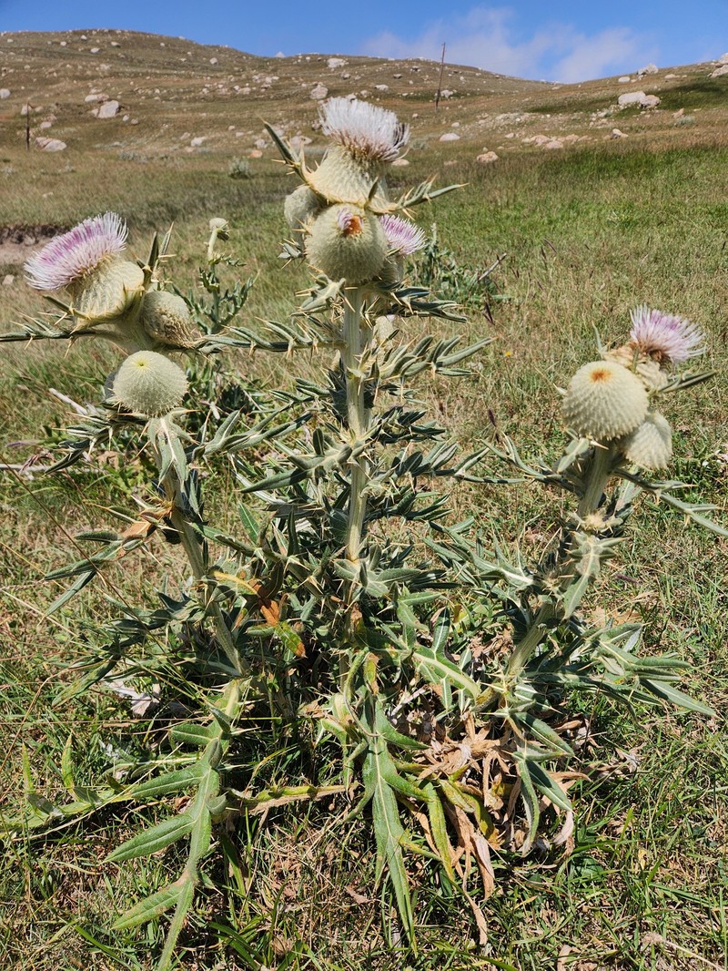 Cirsium macrobotrys photo 8