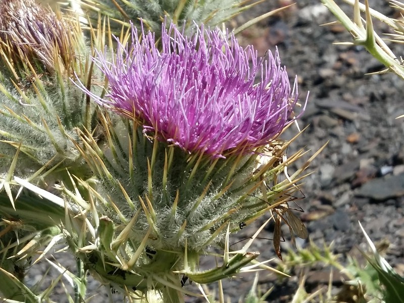Cirsium macrocephalum