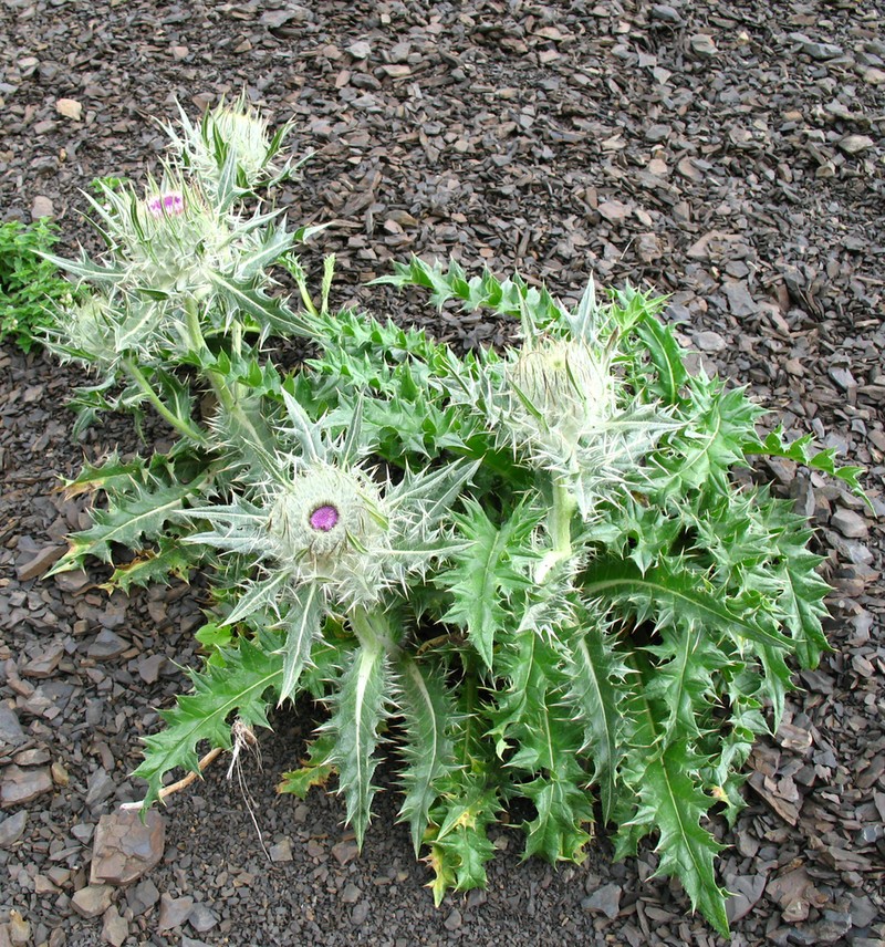 Cirsium macrocephalum photo 2