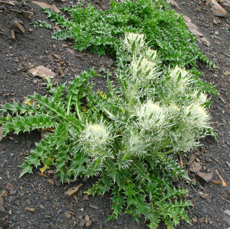 Cirsium macrocephalum photo 3