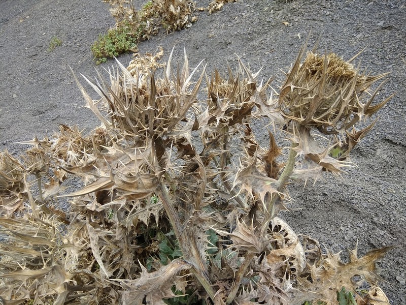 Cirsium macrocephalum photo 4