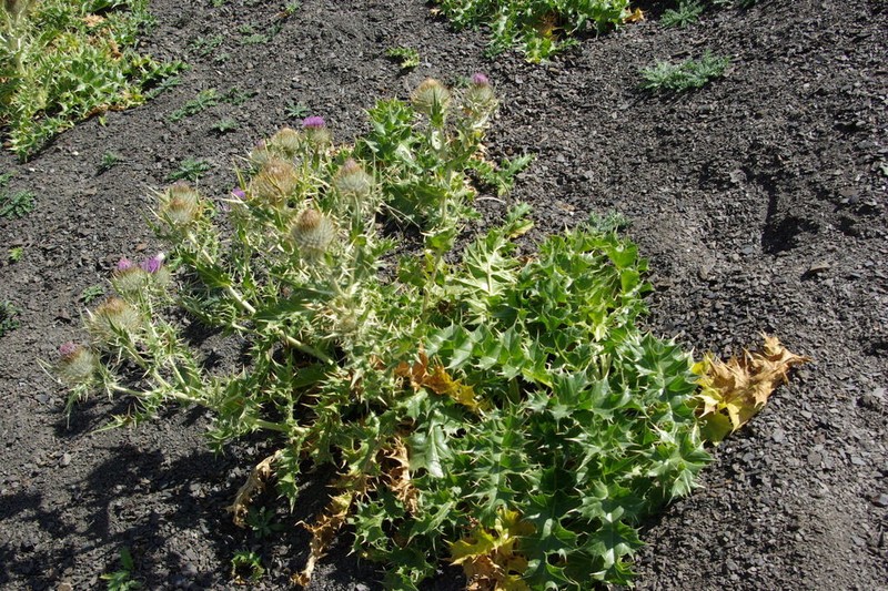 Cirsium macrocephalum photo 5