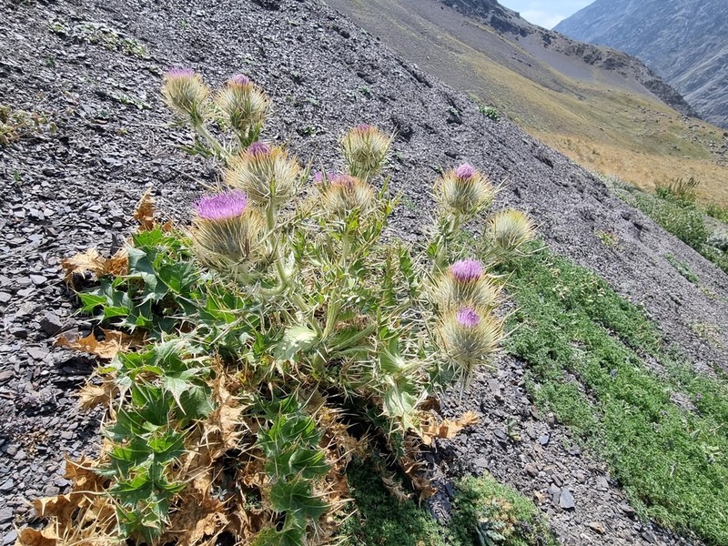 Cirsium macrocephalum photo 6