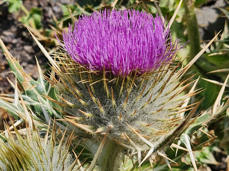 Cirsium macrocephalum photo 7