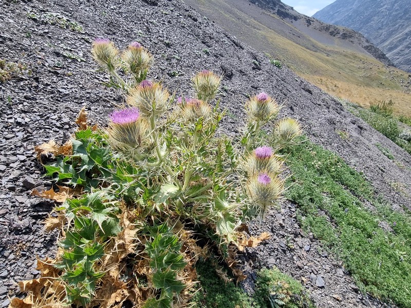 Cirsium macrocephalum photo 8