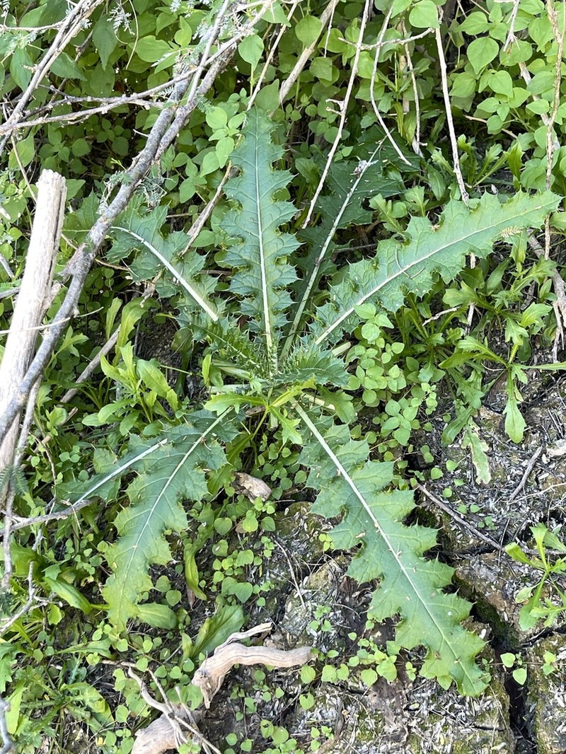 Cirsium magdalenense
