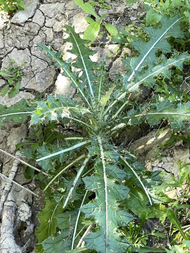 Cirsium magdalenense photo 2