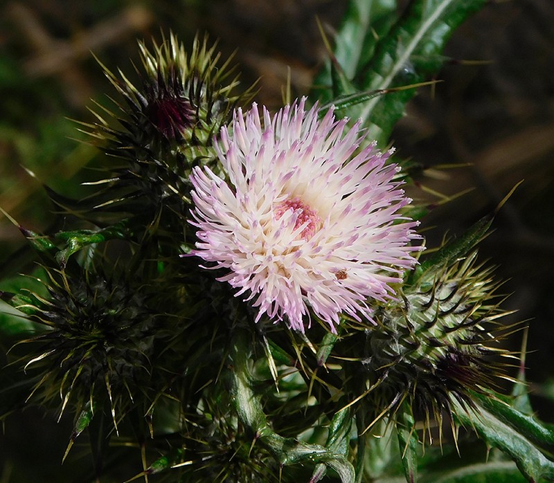 Cirsium magdalenense photo 4