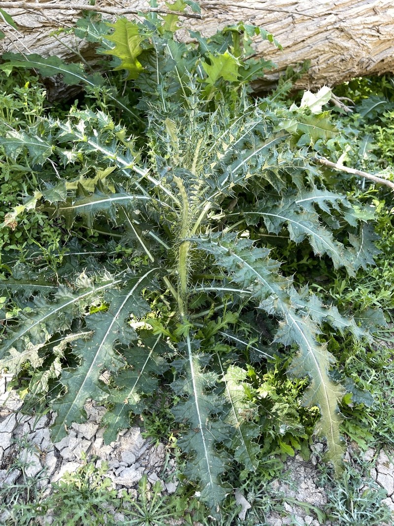 Cirsium magdalenense photo 5