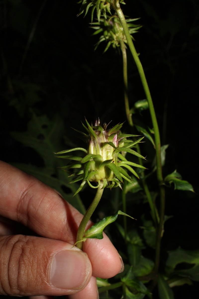 Cirsium magofukui