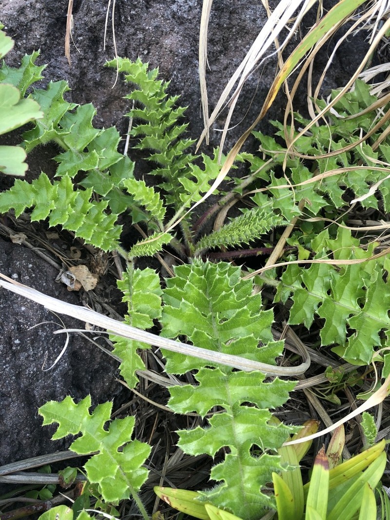Cirsium maritimum