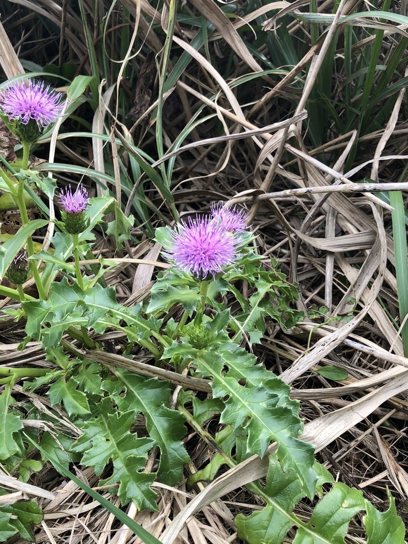 Cirsium maritimum photo 2