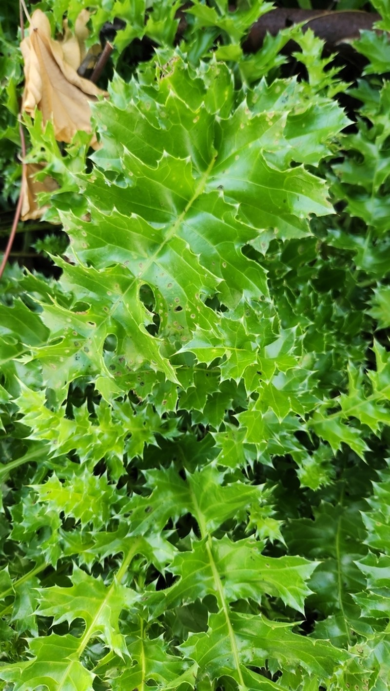 Cirsium maritimum photo 3