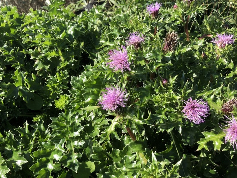Cirsium maritimum photo 4
