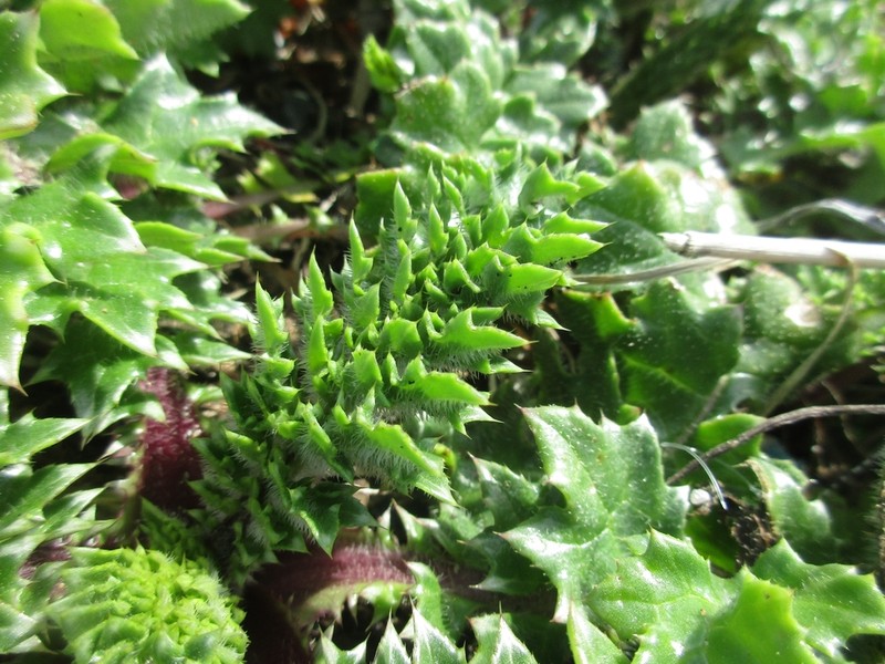 Cirsium maritimum photo 5