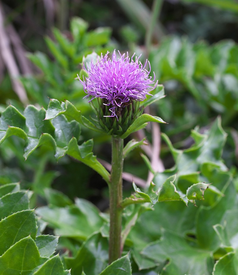 Cirsium maritimum photo 6