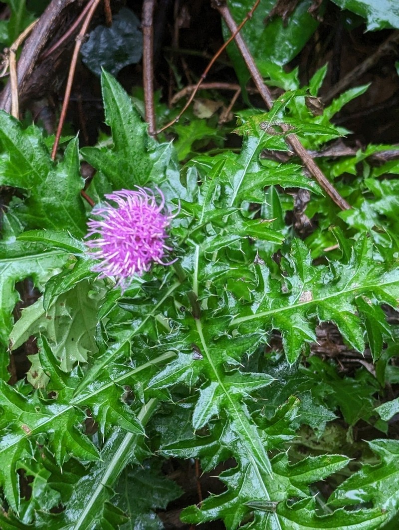 Cirsium maritimum photo 7