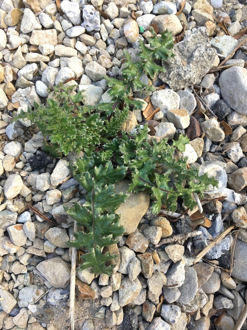 Cirsium maritimum photo 8