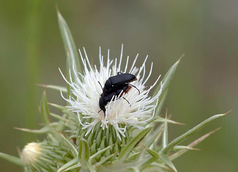 Cirsium maroccanum