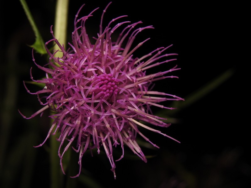 Cirsium masami-saitoanum