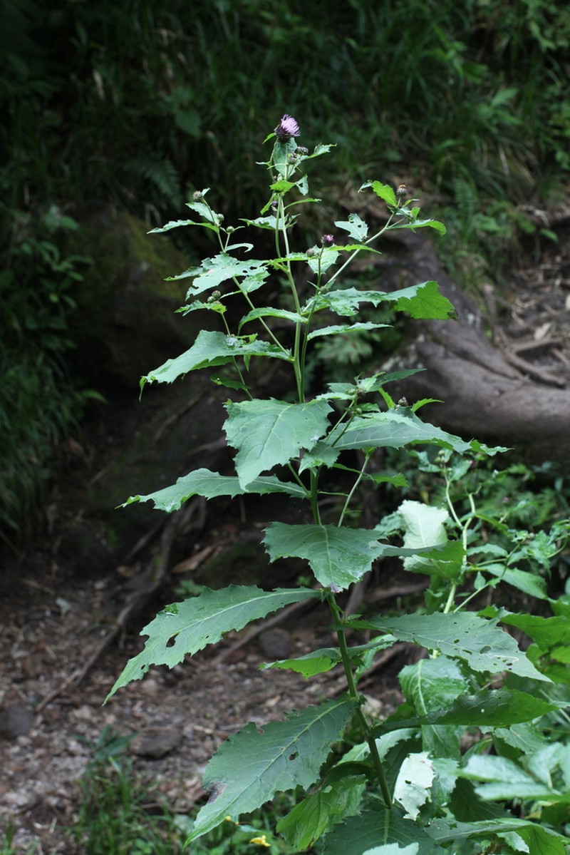 Cirsium matsumurae photo 2