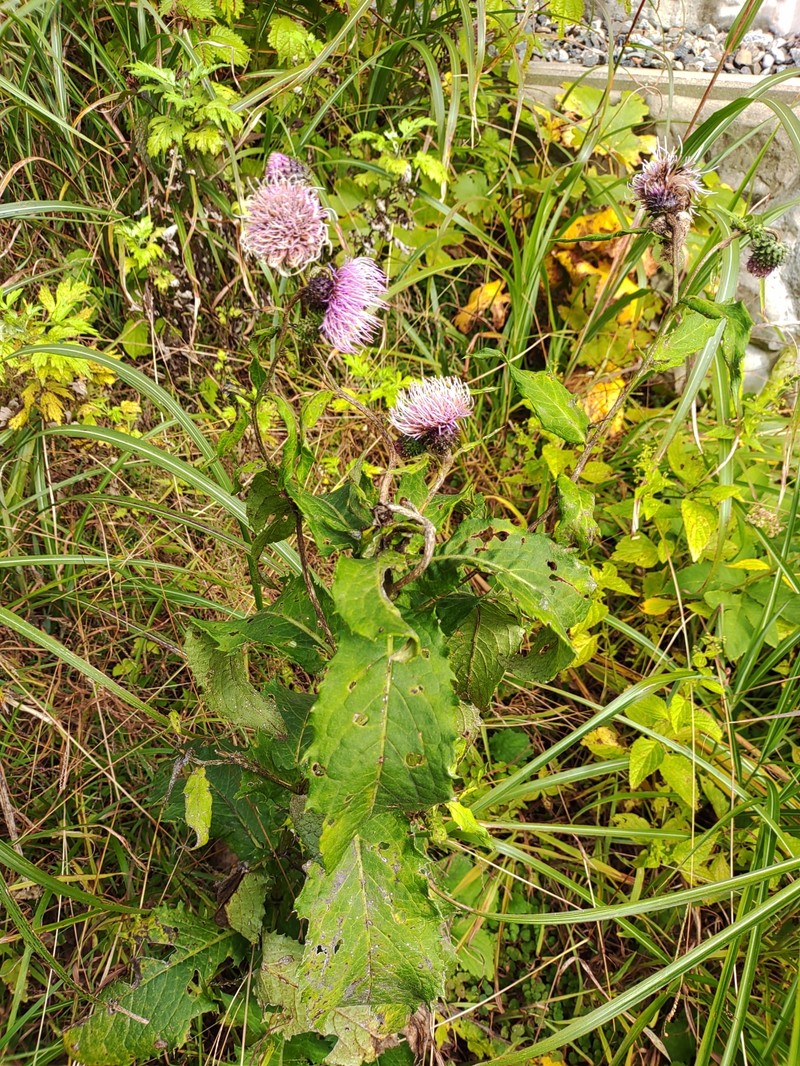 Cirsium matsumurae photo 3