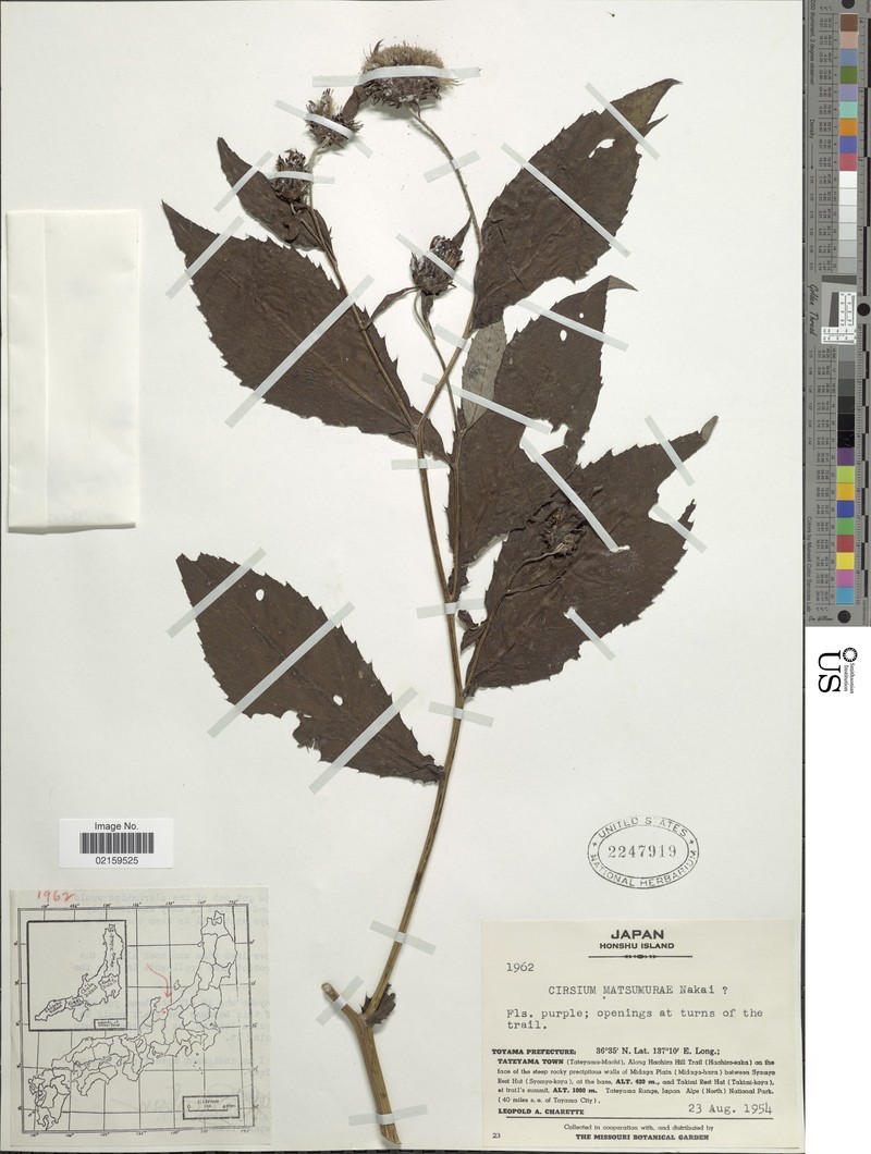 Cirsium matsumurae photo 4